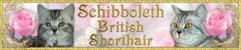 Schibboleth�s British Shorthair banner